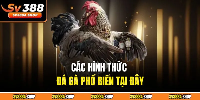 Các hình thức đá gà phổ biến tại đây
