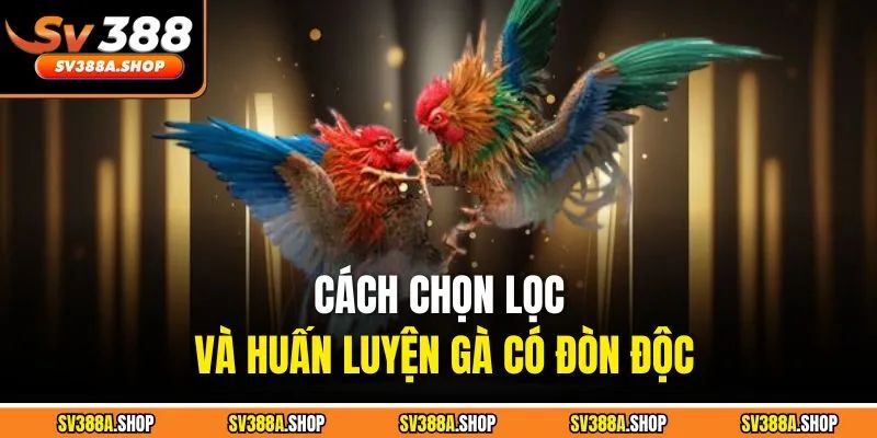 Cách chọn lọc và huấn luyện gà có đòn độc
