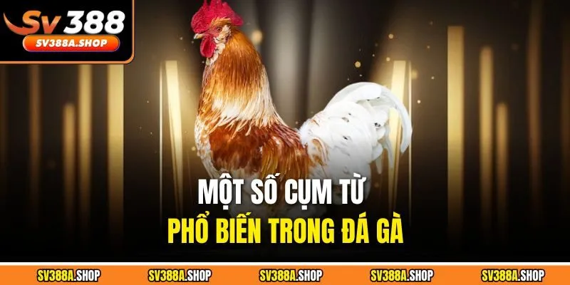 Một số cụm từ phổ biến trong đá gà