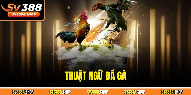 Thuật Ngữ Đá Gà - Những Cụm Từ Quan Trọng Cần Nắm Rõ