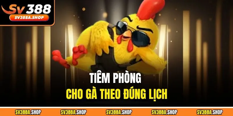 Tiêm phòng cho gà theo đúng lịch